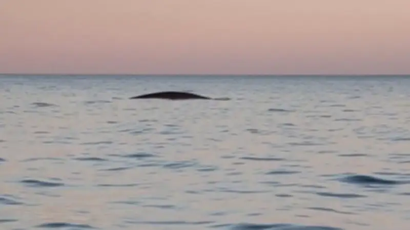 Un rorqual commun observé au large de Sète, une rencontre exceptionnelle