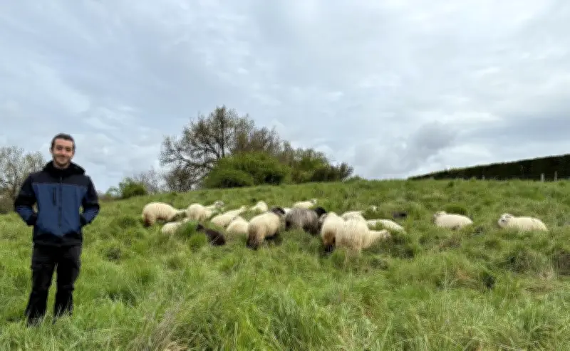 Un troupeau de brebis landaises en pâturage itinérant pour sensibiliser à la biodiversité