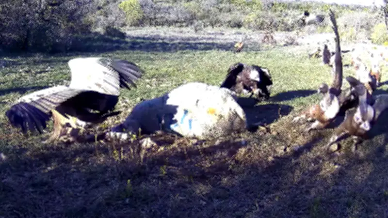 Un vautour défie un aigle royal : 40 rapaces dévorent une carcasse en 15 minutes