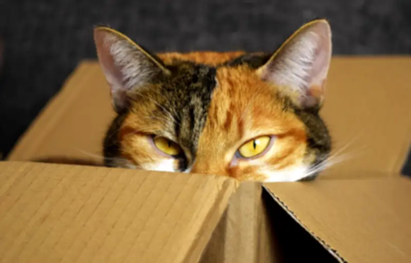 Un Viennois condamné pour avoir tenté d'expédier son chat par colis postal