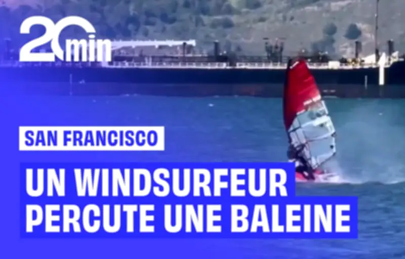 Un windsurfeur percute une baleine dans la baie de San Francisco