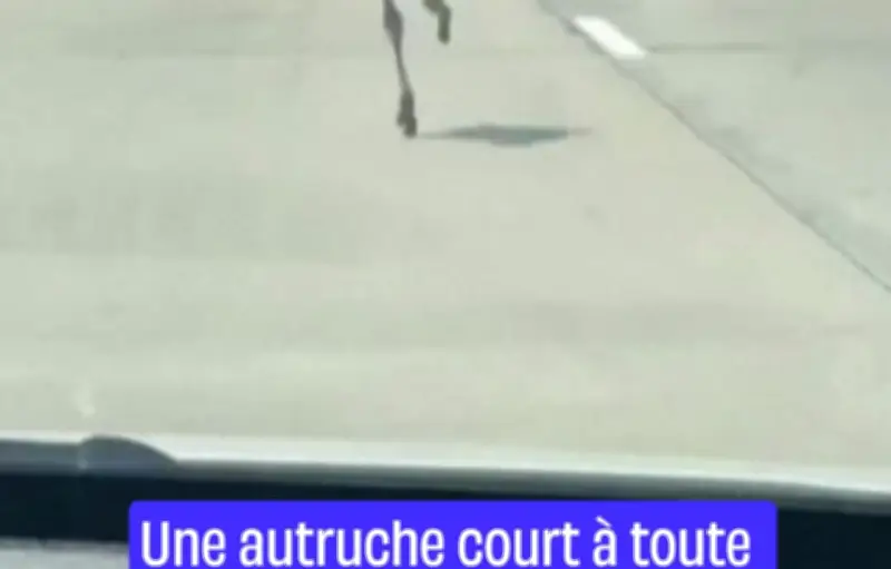 Une autruche s'échappe et crée le chaos sur une autoroute thaïlandaise