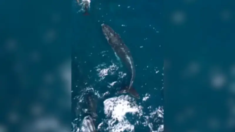 Une baleine à bosse filmée au milieu de globicéphales dans le gouf de Capbreton