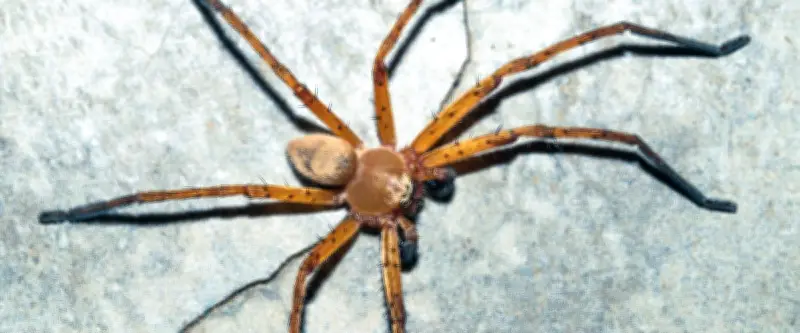 Une famille cohabite 5 ans avec 2000 araignées violonistes sans le savoir