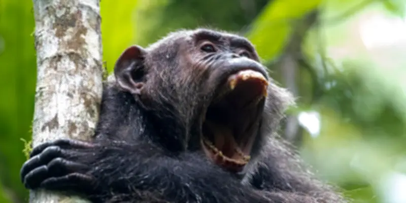 Une guerre civile chez des chimpanzés documentée pour la première fois en Ouganda