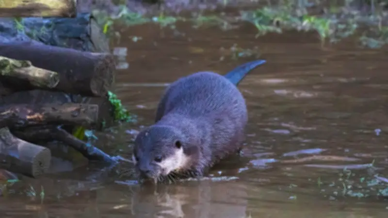 Une loutre entraînée comme chien détecte les disparus en milieu aquatique