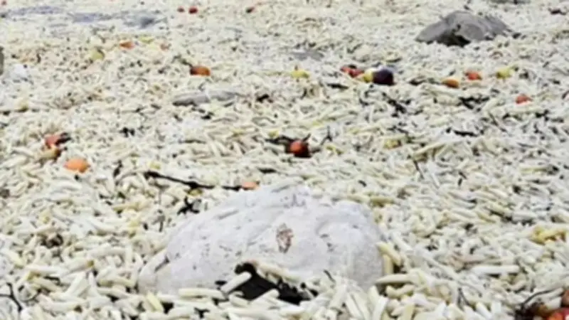 Une plage anglaise envahie par des tonnes de frites surgelées
