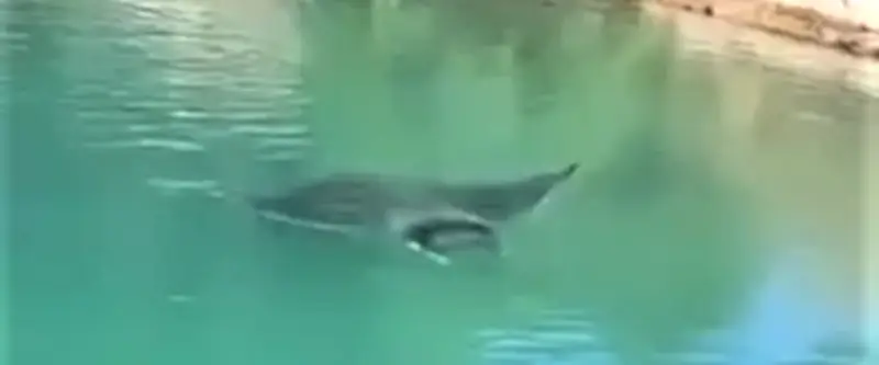 Une raie Diable de mer filmée dans les canaux de Sète