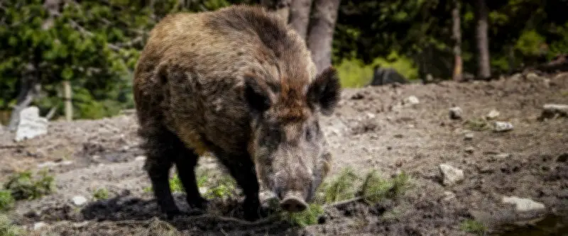 Vallabrègues interdit la vente et la consommation de sangliers après du poison