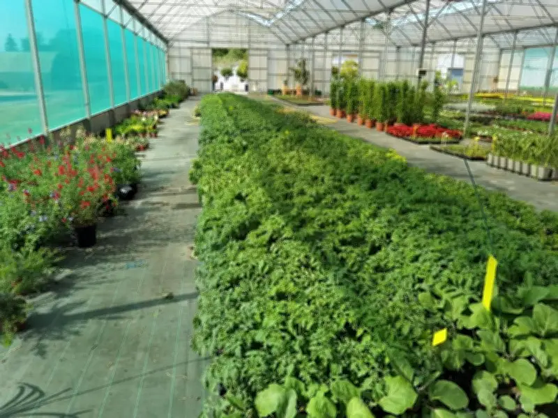 Vente de plants au lycée Camille-Godard du Haillan le 6 mai