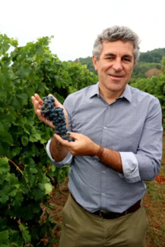 Vin sans alcool : Bordeaux Families appelle à simplifier l'offre bordelaise