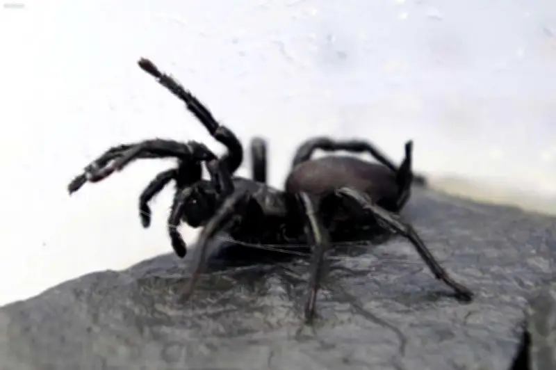 Vingt mygales oubliées dans un train régional en Allemagne, retrouvées par la police