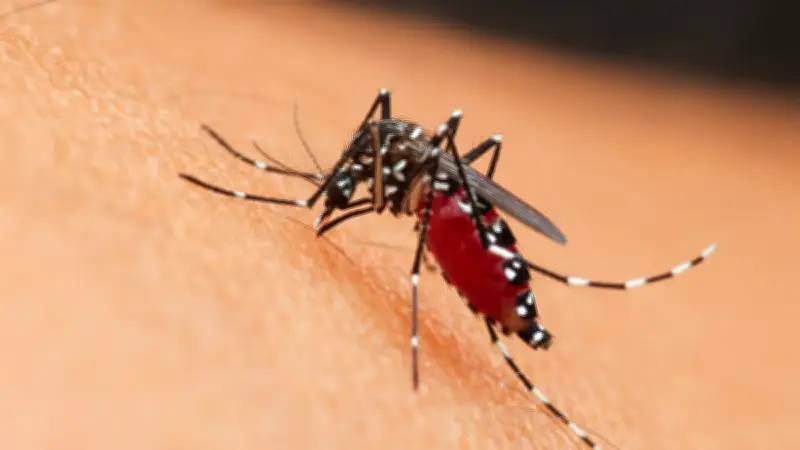 Virus du Nil occidental : 39 morts en Italie, faut-il craindre une épidémie ?