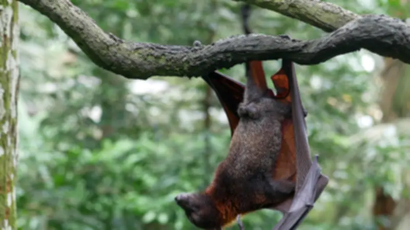 Virus Nipah : alerte en Asie du Sud-Est après deux cas en Inde