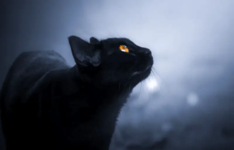 Vision féline : comment les chats voient-ils dans la pénombre ?