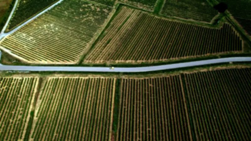 Viticulture en Languedoc : vers une extinction de la vigne d'ici 2100 ?