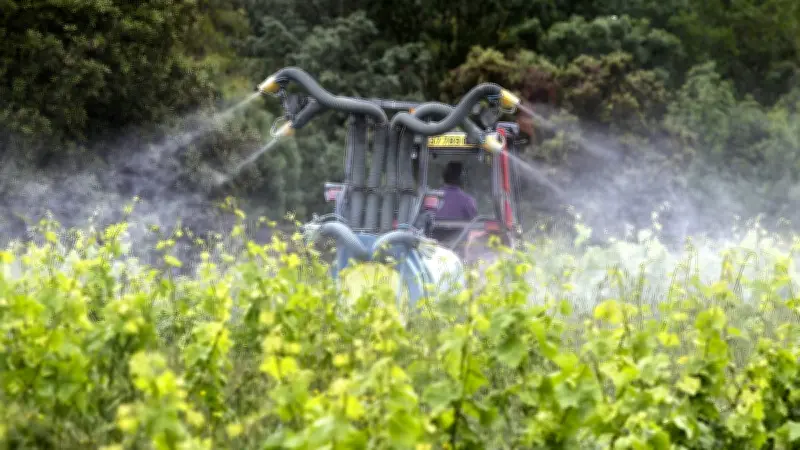 Viticulture en Occitanie : un viticulteur dénonce la triche généralisée face aux normes