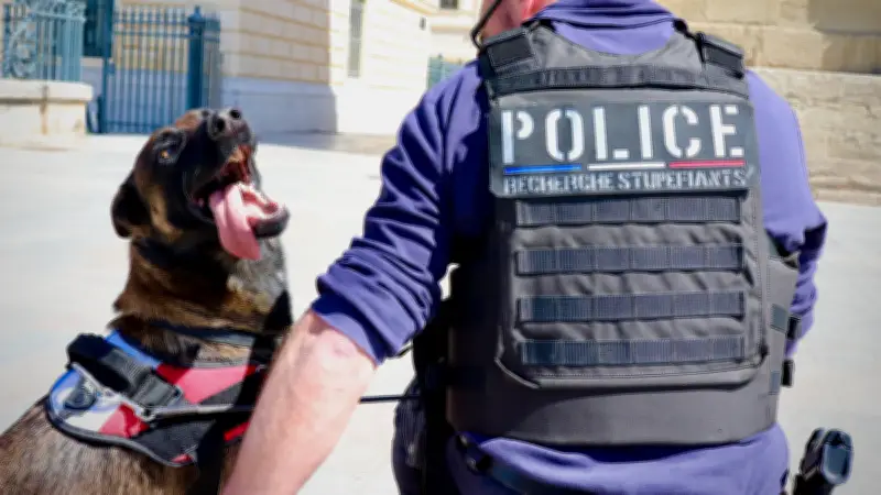 Vortex, le malinois qui renforce la lutte antidrogue à Montpellier