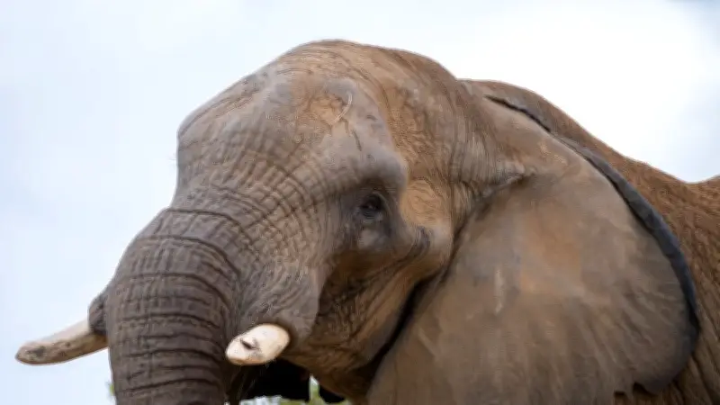 Zambie : un éléphant tue deux touristes lors d'un safari à pied