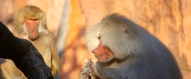 Zoo de Nuremberg : 12 babouins abattus par balles malgré des offres de relogement