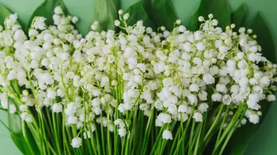 1er-Mai : pas de tolérance administrative pour boulangers et fleuristes