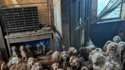 250 caniches sauvés d'une maison britannique, une photo si choquante qu'elle semblait générée par IA