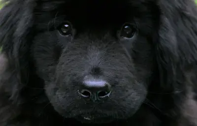 À 96 ans, une Américaine jardine avec l'aide d'un Terre-Neuve sur TikTok