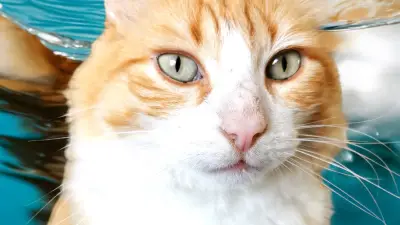 Affaire Rémi le chat : 100 € à verser au voisin pour les intrusions du félin