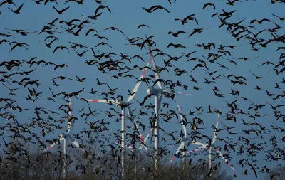 Alerte d'un commissaire-enquêteur sur la mortalité des oiseaux et chauves-souris dans trois parcs éoliens