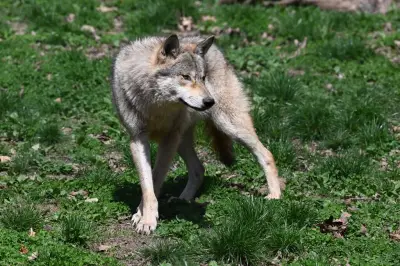 Allemagne : le loup ayant mordu une femme à Hambourg relâché avec un émetteur