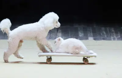 Animaux de compagnie en France : 79 millions de bêtes, mais 100 000 abandons annuels