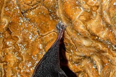 Batcam : des caméras pour percer les secrets des chauves-souris en Provence verte