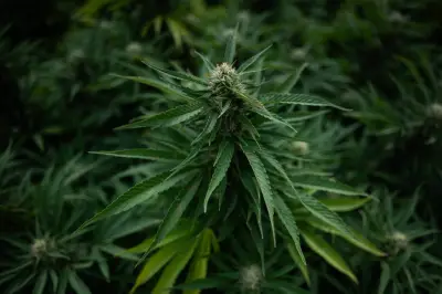 Ces politiques français qui ont déclaré leur soutien à la légalisation du cannabis