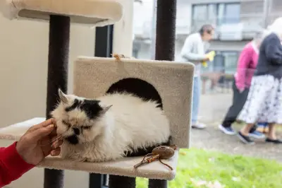 Chiens et chats : comment l'attachement à nos animaux améliore notre santé mentale