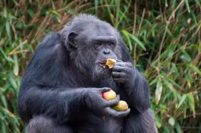 Chimpanzés en Ouganda : une « guerre civile » documentée par la science dans le parc de Kibale