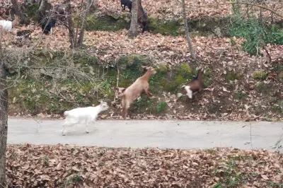 Chèvres en liberté à Coaraze : l'inquiétude grandit, une association lance un SOS