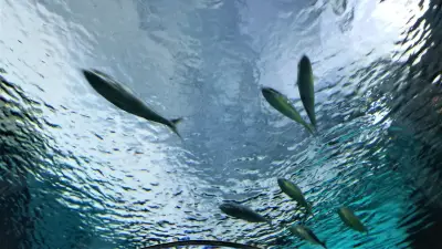 Cocaïne dans les rivières : les saumons hyperactifs menacés d'épuisement