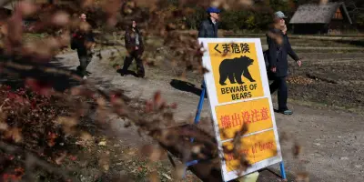 Dans le nord du Japon, la population réapprend à coexister avec l'ours brun