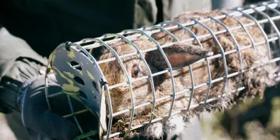 Dans l'Hérault, les lapins prolifèrent et dévastent les cultures agricoles