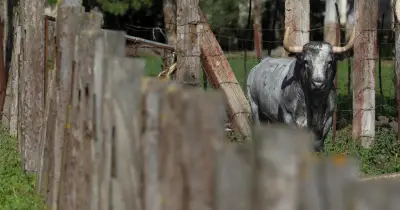 Dax 2026 : Les élevages de toros sélectionnés pour la saison taurine dévoilés