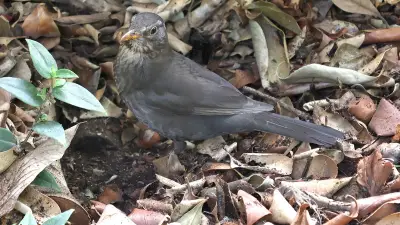 Deux balades naturalistes pour découvrir oiseaux et insectes à Assas