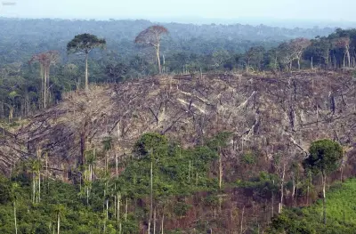 Déforestation en baisse en 2025 mais fragile face au climat