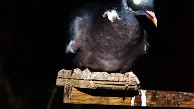 Directive Oiseaux : la chasse à la palombe menacée par l'UE