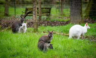Enquête pour maltraitance animale au Moulin de Poyaller