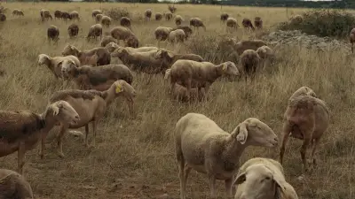 Exposition 'Le droit de parcours' : une célébration photographique du pastoralisme à Millau