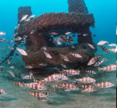 Exposition photos : les récifs artificiels landais révèlent leur biodiversité
