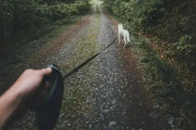 Forêts : laisse obligatoire pour les chiens du 15 avril au 30 juin 2026