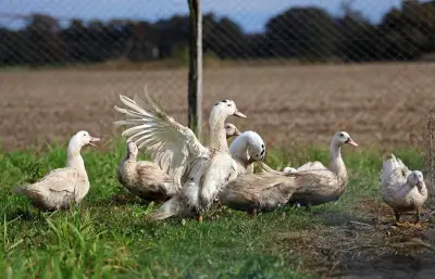 Grippe aviaire : le risque abaissé de « élevé » à « modéré » à partir de lundi