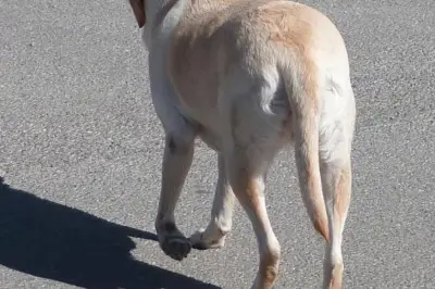 Hautes-Alpes : alerte à l'empoisonnement de chiens près du lac de Pelleautier