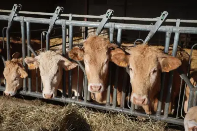 Indemnités tuberculose bovine : revalorisation de 850 euros par bête